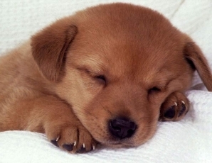 PetHealth_Tina's profile picture. Get the latest news on pets, with stories about pet health care, pet medication and pet insurance.