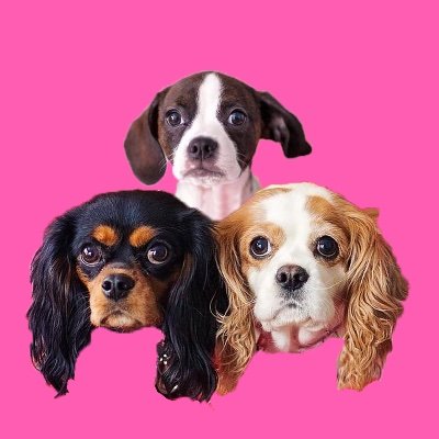 Penny, Betty, Yoshie, Olive 🌈
Welcome to the Cavalier King Charles and Boston Terrier crew. We live in Chicago  Click the link to see my videos ❤️🙌🏼