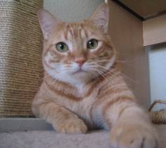 PetsHealthGuide's profile picture. Get the latest news on pets, with stories about pet health care, pet medication and pet insurance.