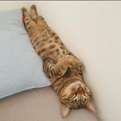 parappa478543's profile picture. 