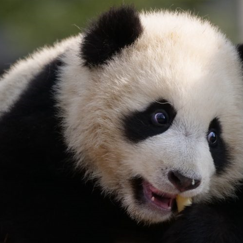 Bilingual reports on giant pandas (English&Japanese) by a Japanese couple who travels around the world.  世界中のパンダに会うため旅する夫婦。日英バイリンガルで世界各地のパンダをレポートしています！