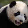 zhiluniannian's profile picture. Bilingual reports on giant pandas (English&Japanese) by a Japanese couple who travels around the world. 世界中のパンダに会うため旅する夫婦。日英バイリンガルで世界各地のパンダをレポートしています！
