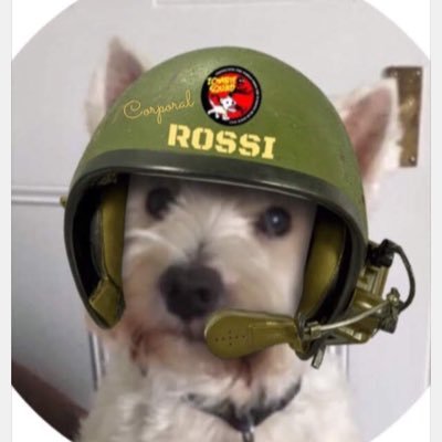 rossi_vet's profile picture. Westie 🏴󠁧󠁢󠁥󠁮󠁧󠁿, ❤️family & Kat. Skwirrels, treats, walks, cheese, chicky, Valentino Rossi. Rides wiv #theruffriderz 🏍 Corporal in #zshq #zeops