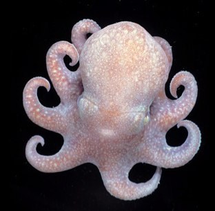 Spacegee's profile picture. 