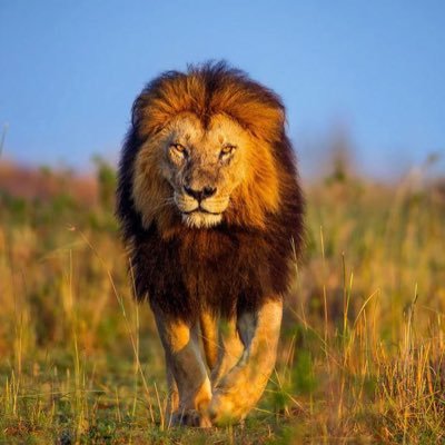 Ingresospasivo7's profile picture. 