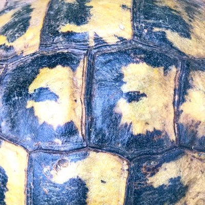 Non profit organisation working towards zero turtle extinction, with a focus on European initiatives.