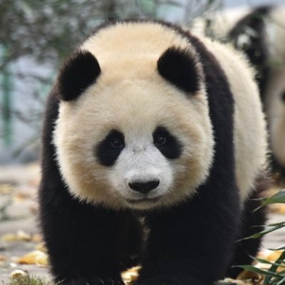 Since we watched Xiao Liwu’s birth on SDZ’s live camera, we have fallen in love with giant pandas. Would like to communicate with panda fans around the world!