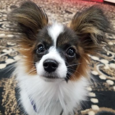 My passion is dogs and helping educate folks on how to use food and supplements to promote health naturally in their dogs. Let food be thy medicine.