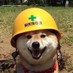 Safety Doggo (@safety_doggo) Twitter profile photo