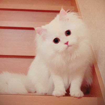 @renkei_mylove