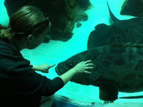 TRexToGo's profile picture. Rawr