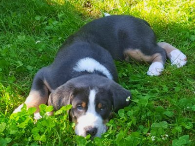 CamanoKerri's profile picture. Windermere Camano Island & Stanwood Real Estate Agent.  Kind of obsessed with my dog.