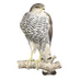 PaulusdeB. (@bpaulusde) Twitter profile photo PaulusdeB. (@bpaulusde) Twitter profile photo