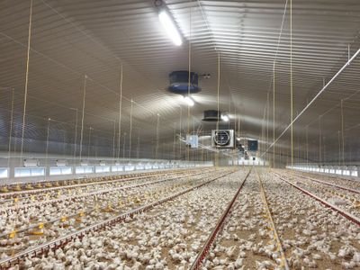 Supporting our growing customer base to achieve continued high performance in the poultry industry with on farm, telephone and online support 🐥🐓.