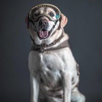 Carlos Orellana (@orellanacarlos) 's Twitter Profile