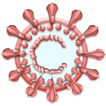 Japan, Virologist, D.V.M., Ph.D., working on coronavirus since 2013.