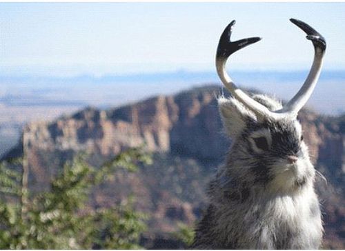 The great jackalope hunter.  A most worthy opponent.