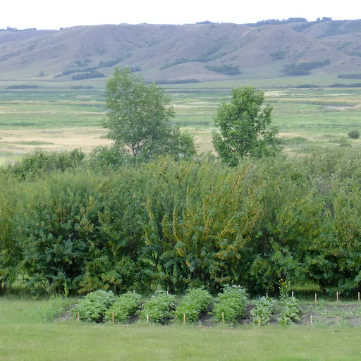 Piapot75's profile picture. 