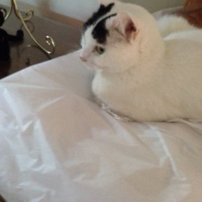 CocoanutAmyWood's profile picture. Because I Am