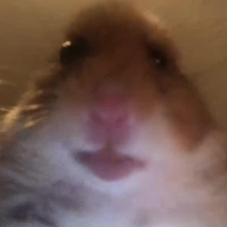 Obese Scandinavian Hamster in the hood