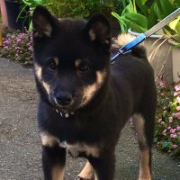 王子か乞食か、それが問題な柴犬(@shiba_dog_black) 's Twitter Profile Photo