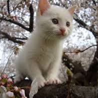 zLsHuDgyJknocPL's profile picture. 私は米軍にいることを誇りに思います
ランクでメジャーになる