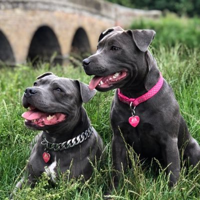 Staffordshire Bull Terrier girls Roxy and Lexi.