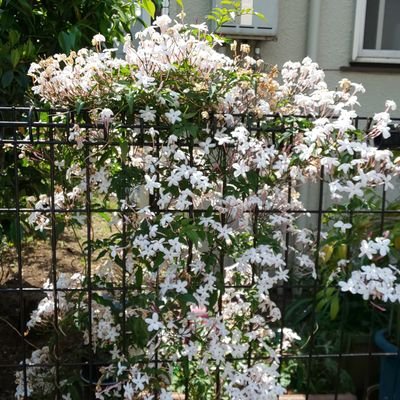 muFMit5pEPB367h's profile picture. 