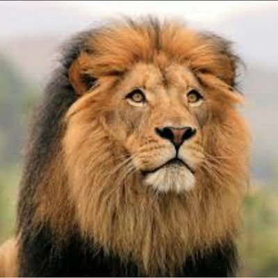 balajias16's profile picture. hi