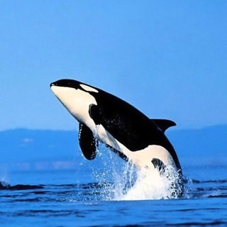 matsuzawa_tooru's profile picture. 