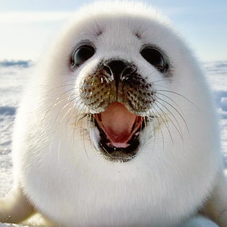 癒され動物動画 Animal Heven Twitter 癒され動物動画 Animal Heven Twitter
