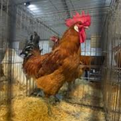 PratProgess's profile picture. 