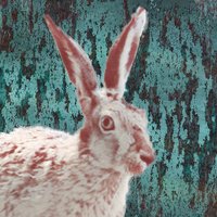 Hmmm... (@roughrabbit) 's Twitter Profile