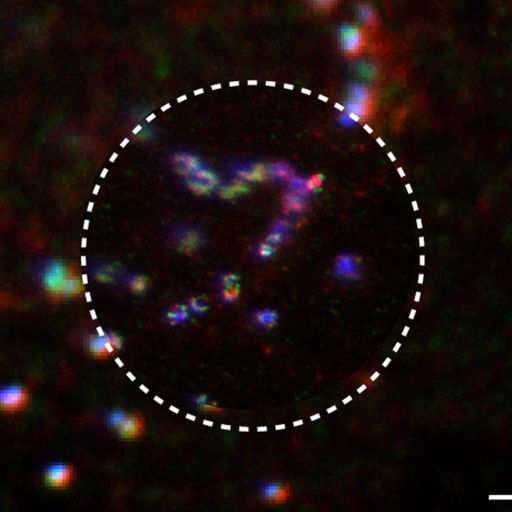 Institute of Applied Optics and Biophysics (FSU Jena)
Dept. Biophysical Imaging (Leibniz Institute for Photonic Technology, Jena)