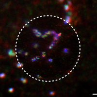 Eggeling Lab (@ageggeling) 's Twitter Profile