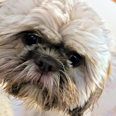 Overse12's profile picture. Just a regular guy in life. 😉
Mostly me and my dog Tommy chilling. 🙃