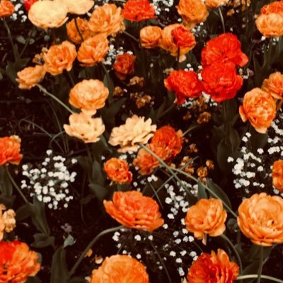 pebblequotes's profile picture. mały kamyczek w oceanie życia