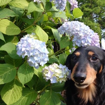 美味しいものは特盛りで(と言ってた時期もありました)。クルマは３ペダル。犬を飼っていたので犬派ですが、ぬこ様も好き。きのこたけのこ両方美味しい。