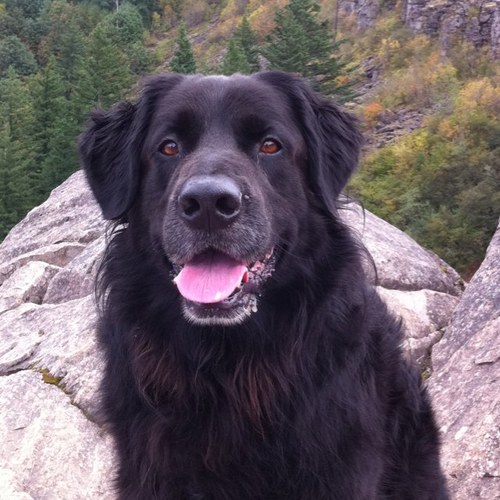 pdxmooserunner's profile picture. 