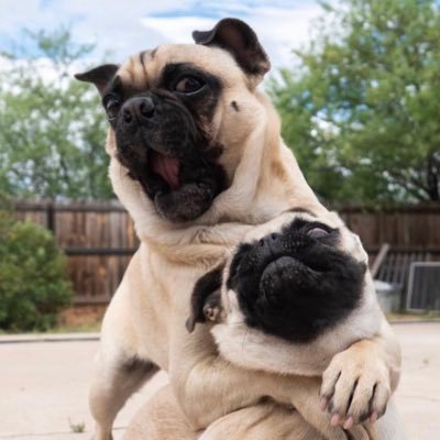 instagram is @actionpugs