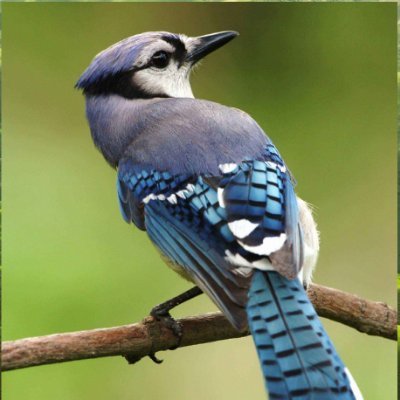 Love books, food, the great outdoors, animals & plants. #WritingCommunity