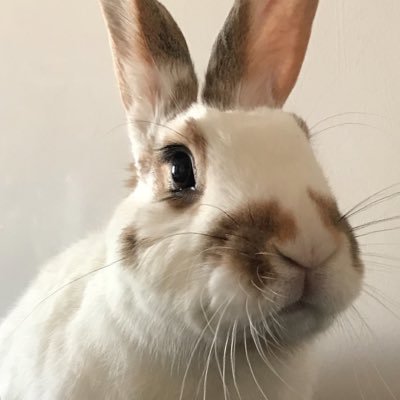 Hello everyone! I'm Coconut the bunny (otrb 🌈). I love noms and nose rubs. I've got two kitty brothers, but I'm king of the house!