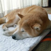 みらい(SH) (@momoiro1989714) 's Twitter Profile
