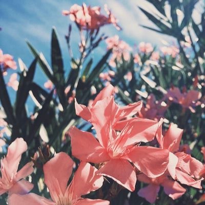 SoftvibesX's profile picture. Follow my ig @ softvibes.x