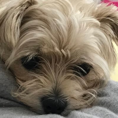 VictoriaColquh3's profile picture. 