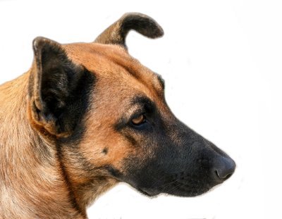 PourRepublique's profile picture. Desde la Estancia luchando contra el invierno, Mabeles y bichos feos que no creen en la República.