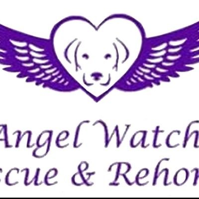 We are a charity based in Romania, with volunteers from UK, Germany, Canada and Romania who rescue, foster and rehome stray, unwanted and abandoned animals.