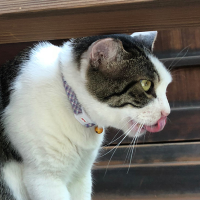 馬道ポケGO＆出陣＆NOW＆ウィズ『土曜競馬(๑•̀д•́๑)ｷﾘｯ』＠いいね押しちゃうよ押しちゃう (@umamiti_jp) Twitter profile photo