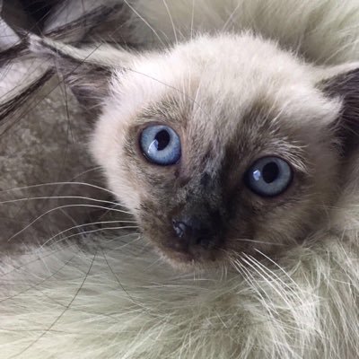 cxy8686's profile picture. 