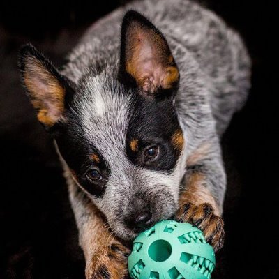 bk blue heelers